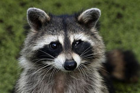 Is It Legal to Have a Pet Racoon: A Detailed Analysis